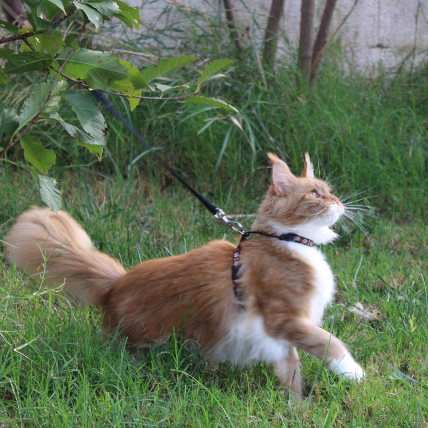 hembra maine coon molly